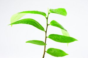 前端优化选购指南：选择合适的前端测试框架